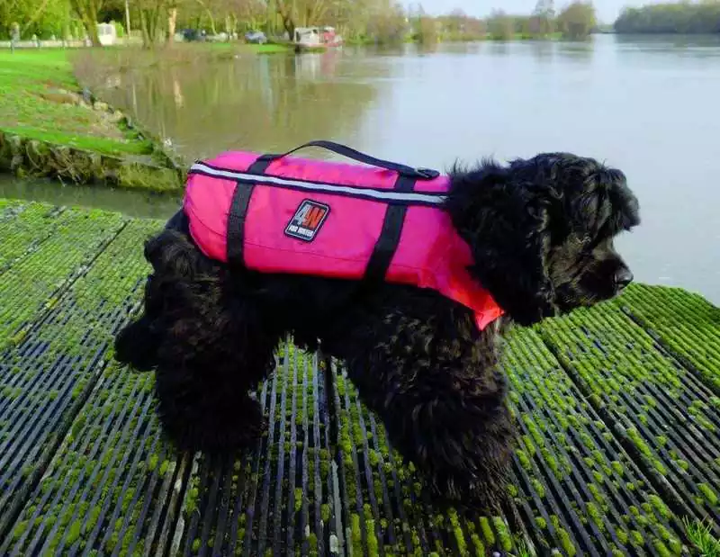 Gilet de sauvetage pour chien moyen gilet chien Medium